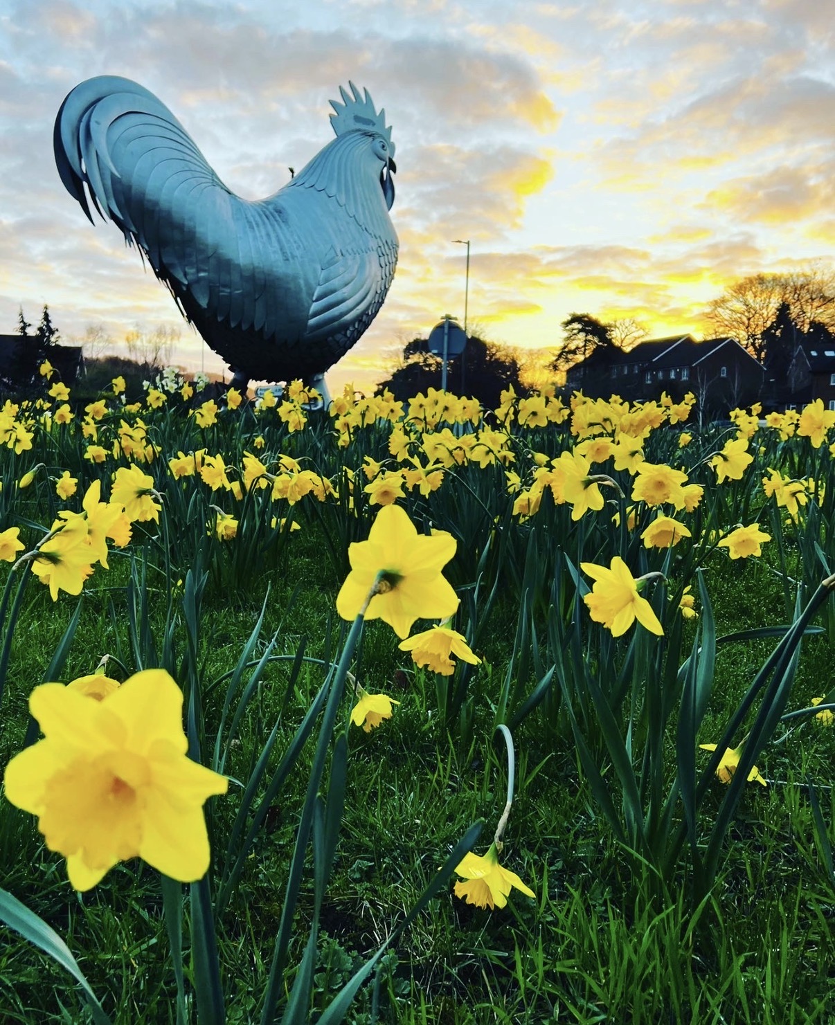 Daffodils