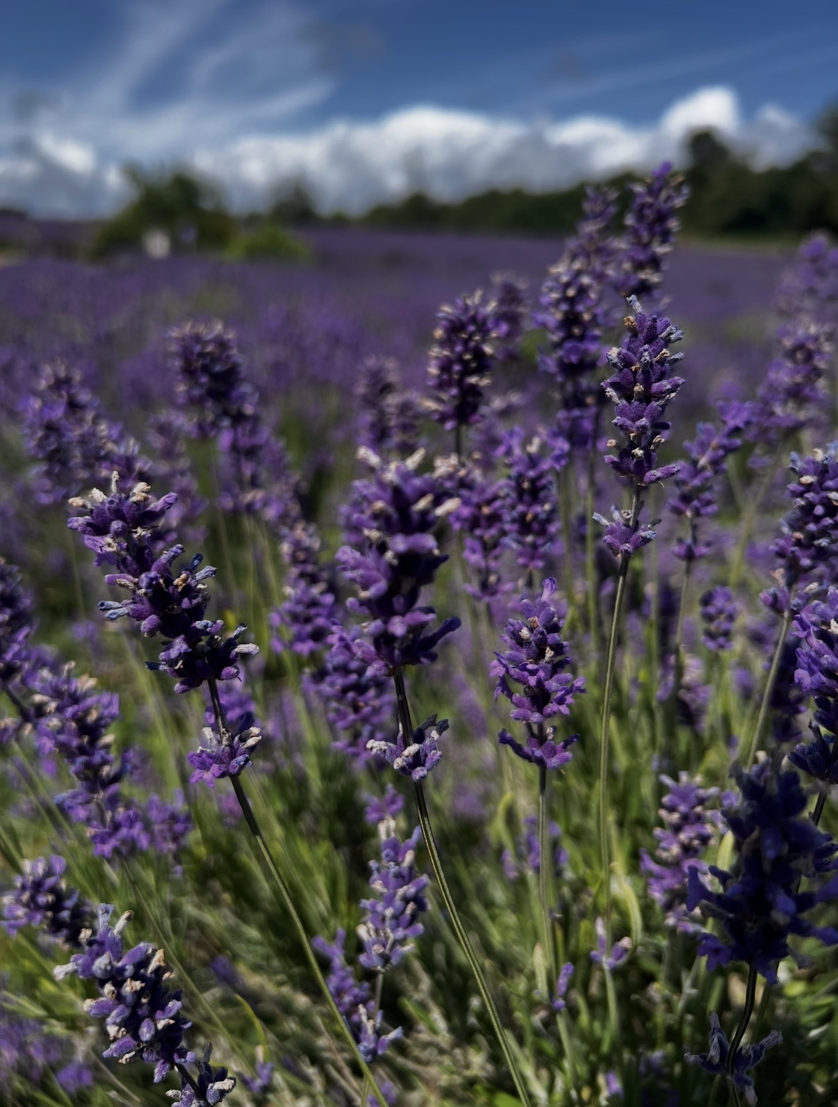 Lavender 