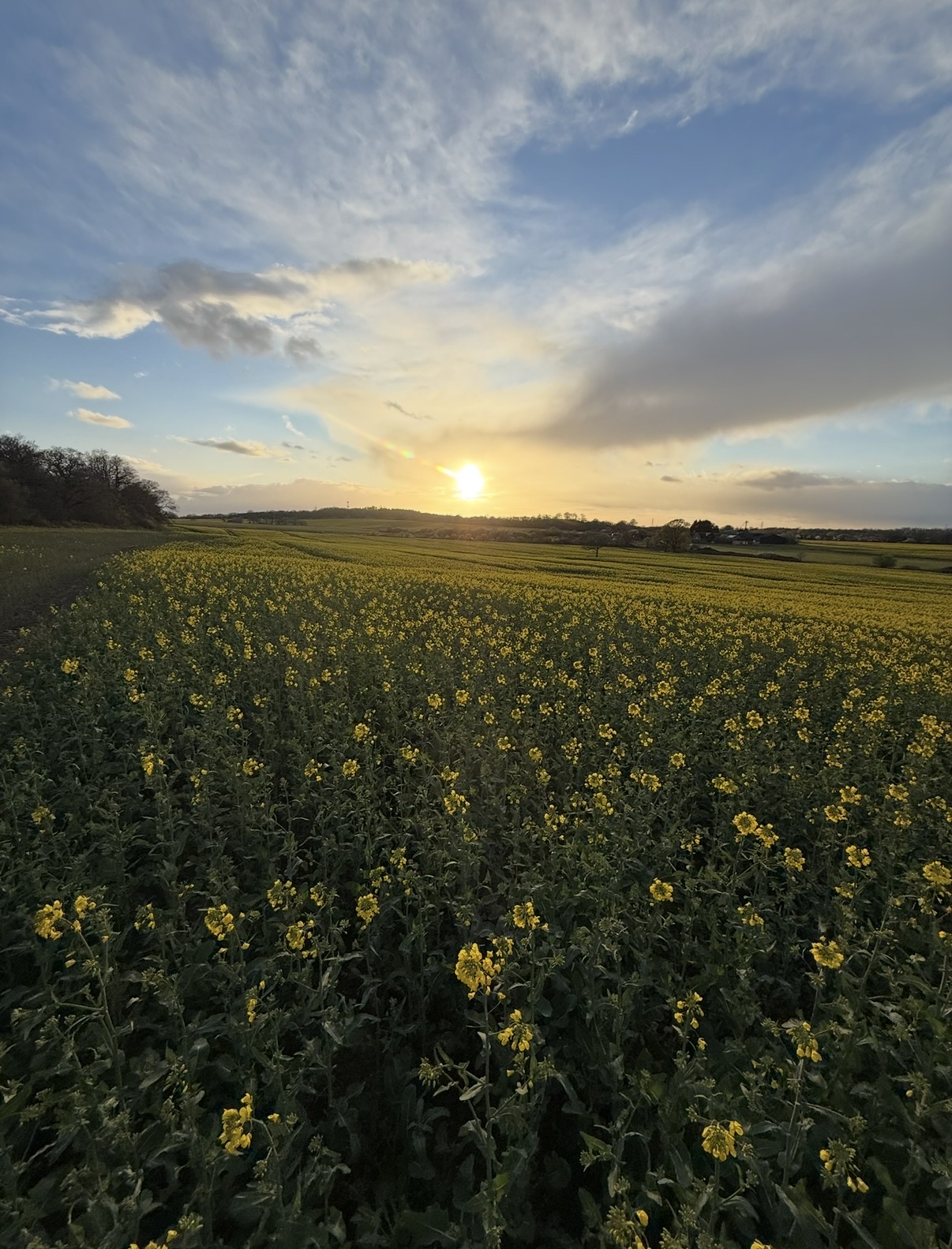 Rapeseed